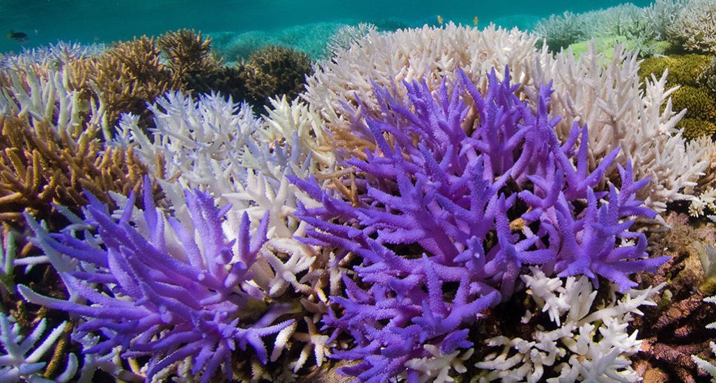 Neon colors may help some corals stage a comeback from bleaching