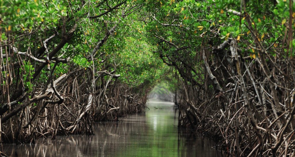 Rapid sea level rise could drown protective mangrove forests by 21
