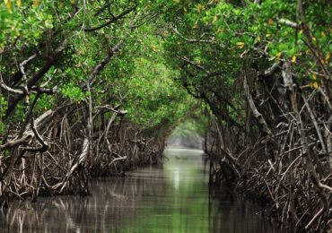 Rapid sea level rise could drown protective mangrove forests by 21
