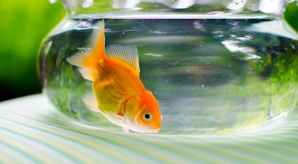 Endocrine-disrupting chemicals in pesticides and birth control pills can affect fish for generations