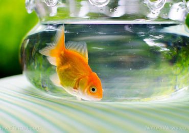 Endocrine-disrupting chemicals in pesticides and birth control pills can affect fish for generations