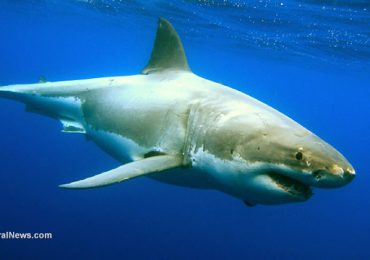 VACCINE SLAUGHTER: An estimated 500,000 sharks will have to be killed and harvested to create a coronavirus vaccine