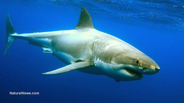 VACCINE SLAUGHTER: An estimated 500,000 sharks will have to be killed and harvested to create a coronavirus vaccine