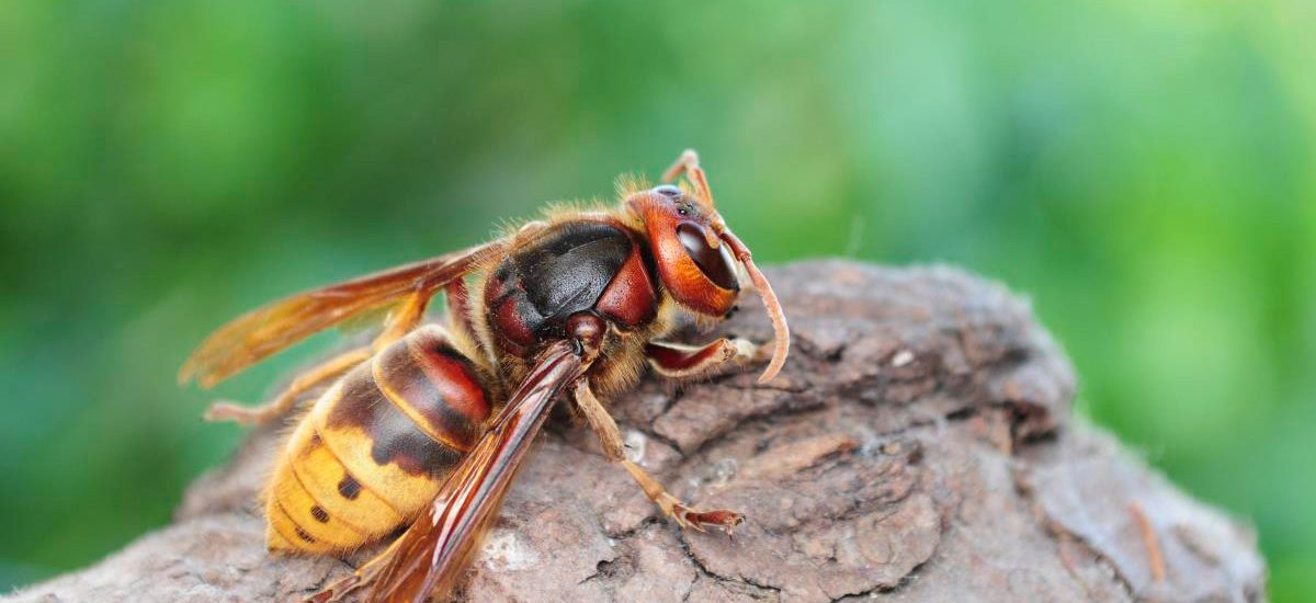 Scientists successfully remove first murder hornet nest found in the US