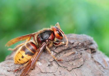Scientists successfully remove first murder hornet nest found in the US