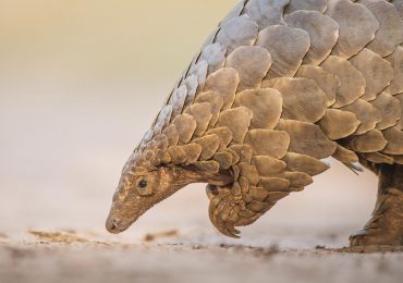 China upgrades pangolin protection and removes scales from traditional medicine list