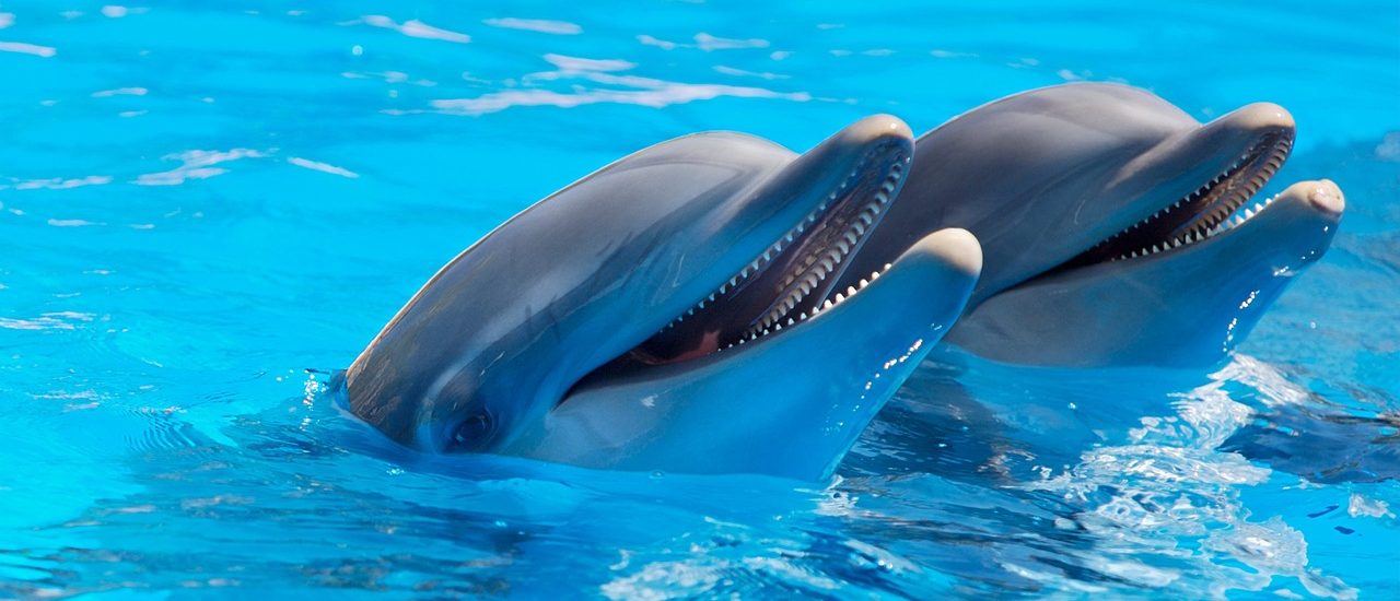 Documentary: former dolphin trainer reveals hidden cruelty behind the industry