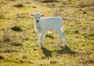 Calves in a fieldCalifornia Protections for Farmed Animals Upheld In Court Yet Again