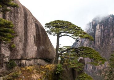 China's most important trees are hiding in plain sight