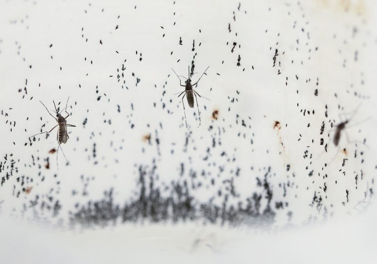 Dengue Fever Is Soaring Worldwide. Here’s What to Know—and How to Stay Protected