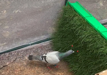 陈哲:红色花和红色果的色彩差异