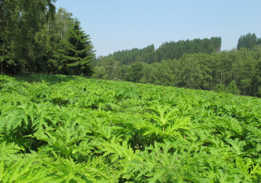 Petr Dostál: Invasion alters reproduction in a native perennial plant