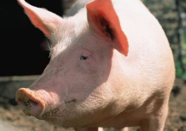 How Pigs Could Help People Who Need Liver Transplants