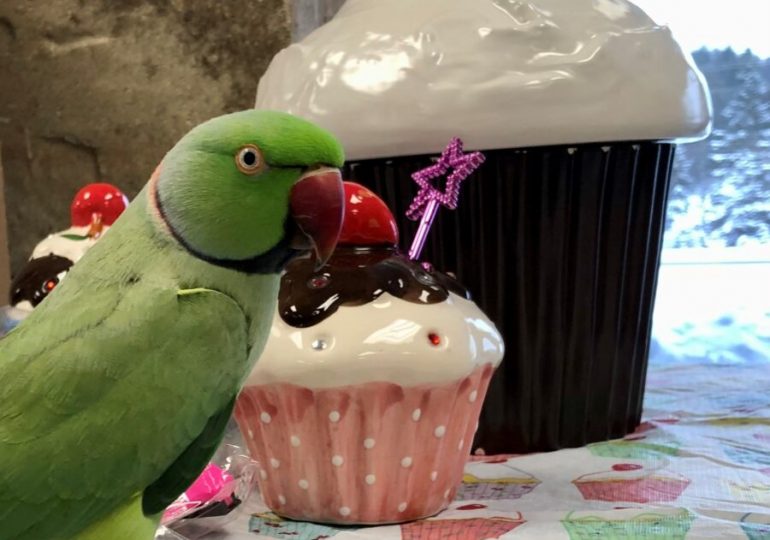 Today is Cupcake Day and the Ontario SPCA needs your help to raise some dough