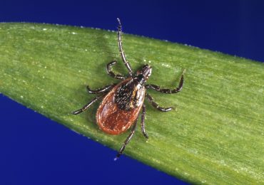 Lyme Disease Cases Rose By Almost 70% in the U.S.