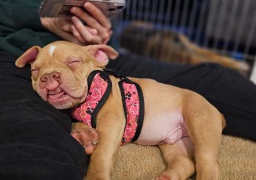Transformative cleft palate surgery changes life for abandoned puppy