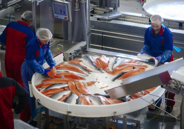 Why Massive Numbers of Farmed Salmon Are Dying