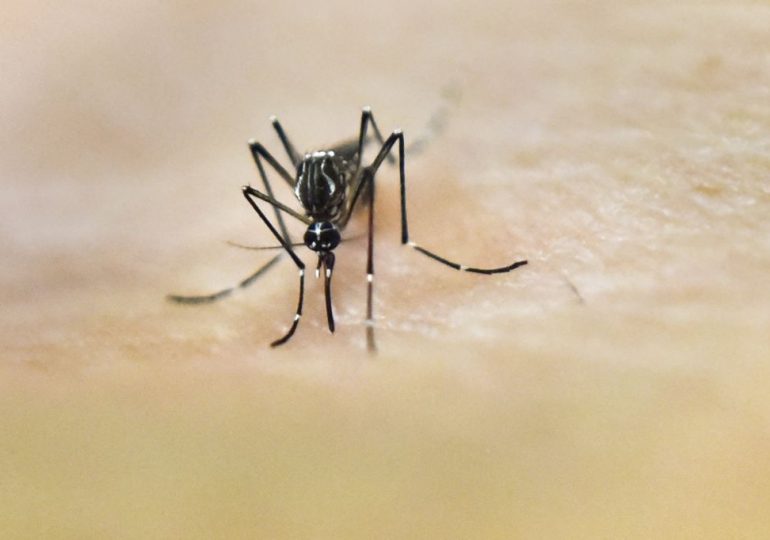 Puerto Rico Declares Public Health Emergency as Dengue Cases Rise