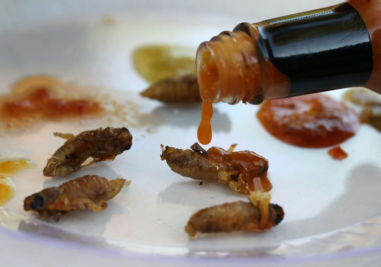 Can You Eat Cicadas? Yes, and Here’s How to Catch, Clean, and Cook Them