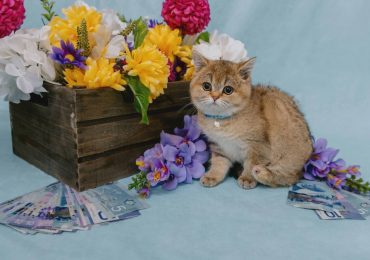 Breaking meows: you could win over $85,000 in the Ontario SPCA’s 50/50 Lottery