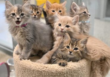 Ontario SPCA Barrie Animal Centre hosts kitten shower to help prepare for feline influx