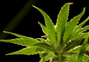 U.S. Drug Control Agency Moves to Reclassify Marijuana in a Historic Shift