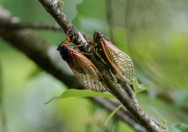 How Trillions of Buzzy Cicadas Will Affect People on the Autism Spectrum