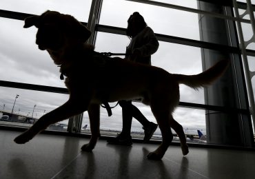 New Rules for Dogs Entering U.S. to Help Prevent Spread of Rabies