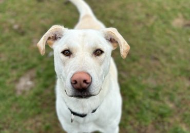 Looking for a furry friend? The Ontario SPCA is hosting an adoption event