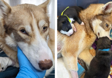 Years of neglect and rain give way to a sunny future for a Siberian Huskey and Her Six Pups