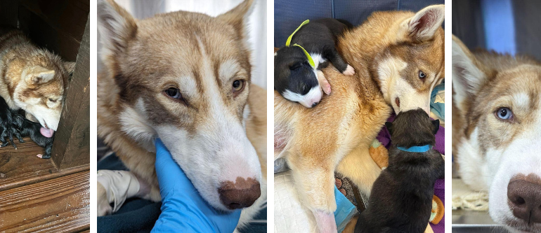 Years of neglect and rain give way to a sunny future for a Siberian Huskey and Her Six Pups