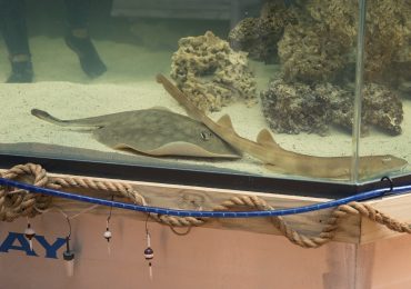 Pregnant Stingray With No Male Companion Has a ‘Reproductive Disease,’ Aquarium Says