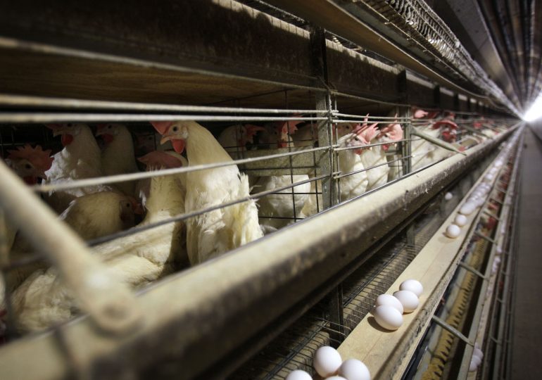 Farmers Must Kill 4.2M Chickens After Bird Flu Hits Iowa Egg Farm