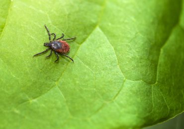 Here’s Exactly What to Do If You Find a Tick on You