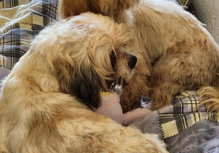 The Ontario SPCA seeks donations after taking in 12 Shih Tzu dogs in poor condition 