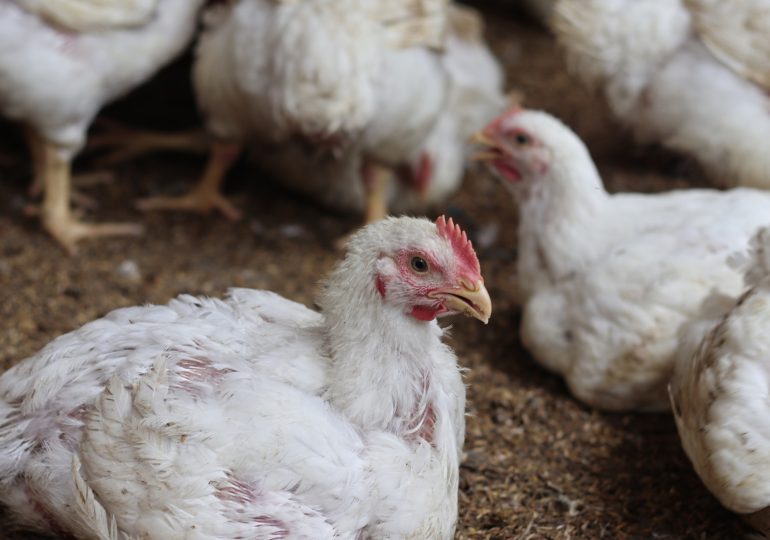 A New Bird Flu Death Is Making Experts Uneasy