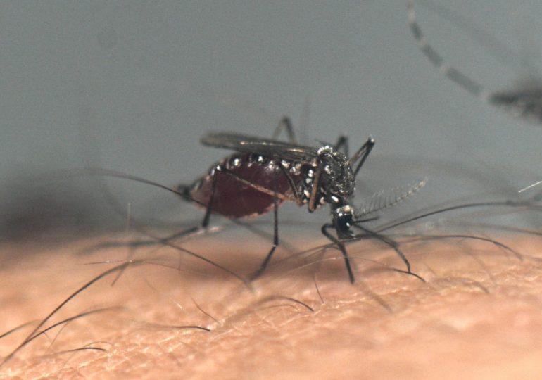 Mosquitoes With West Nile Virus Surround Las Vegas in Record Numbers