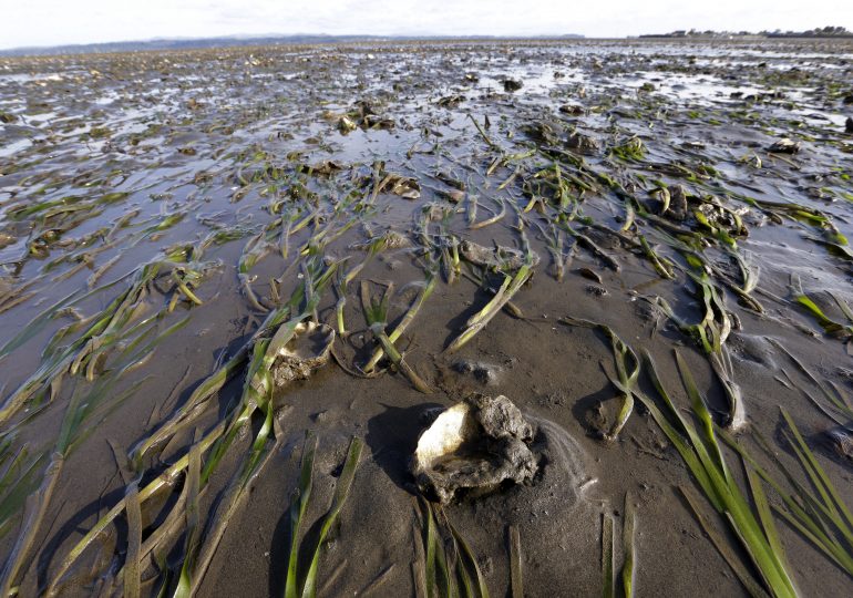 FDA Issues Warning on Paralytic Shellfish Poisoning in Pacific Northwest