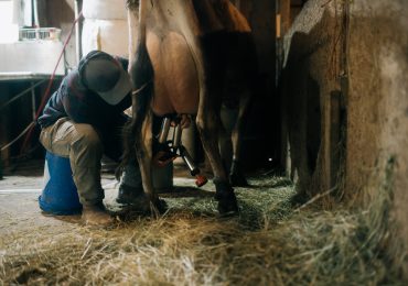 No One Is Safe from Bird Flu Until We Protect Farm Workers