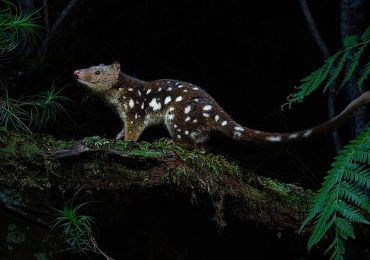 How do we solve deforestation in Australia?