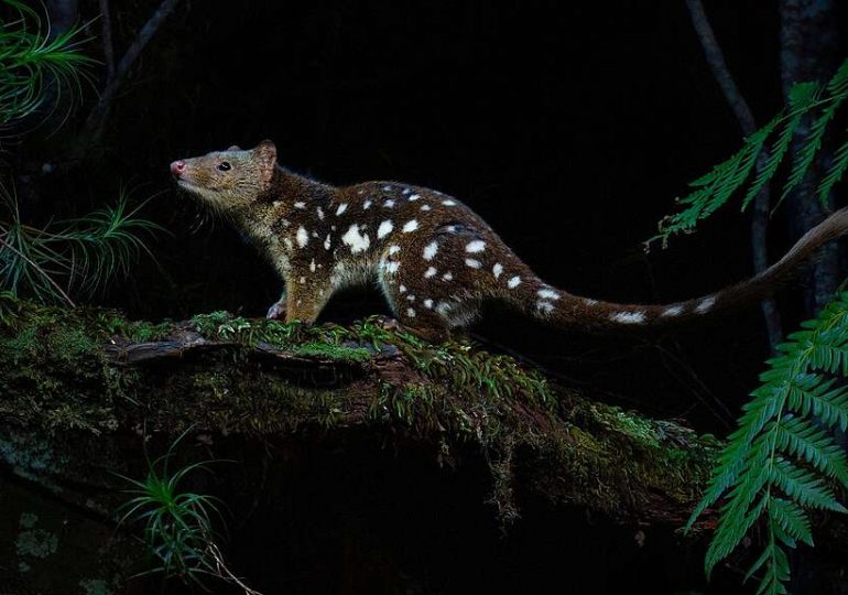 How do we solve deforestation in Australia?