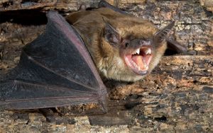 Bats Get Active in Warm Weather