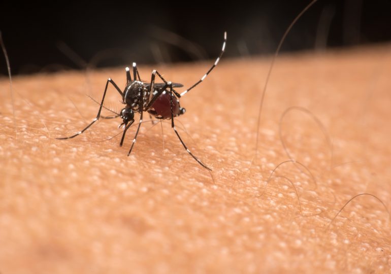 Dengue Is Rising in the U.S. Here’s How to Protect Yourself