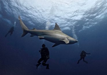 What to Do if You Come in Contact With a Shark