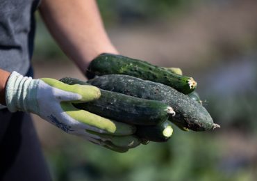 Another Cucumber Recall Impacts States Across the U.S. This Time for Listeria 