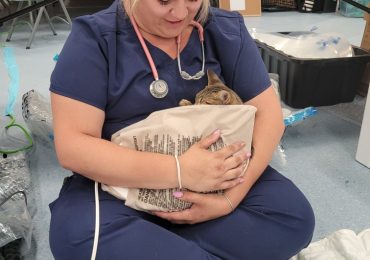 Lac Seul First Nation hosts spay/neuter clinic in partnership with the Ontario SPCA