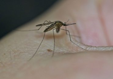 U.S. Health Departments Warn About Mosquitoes Testing Positive for West Nile Virus