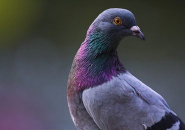Pigeons: Understanding Them, Knowing Their History, and Protecting Them