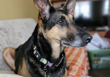 Good things come to those who wait: Athena finds her loving home