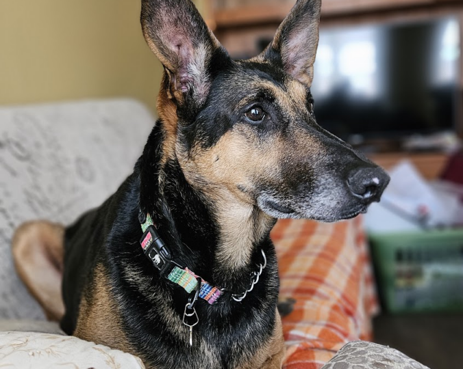 Good things come to those who wait: Athena finds her loving home